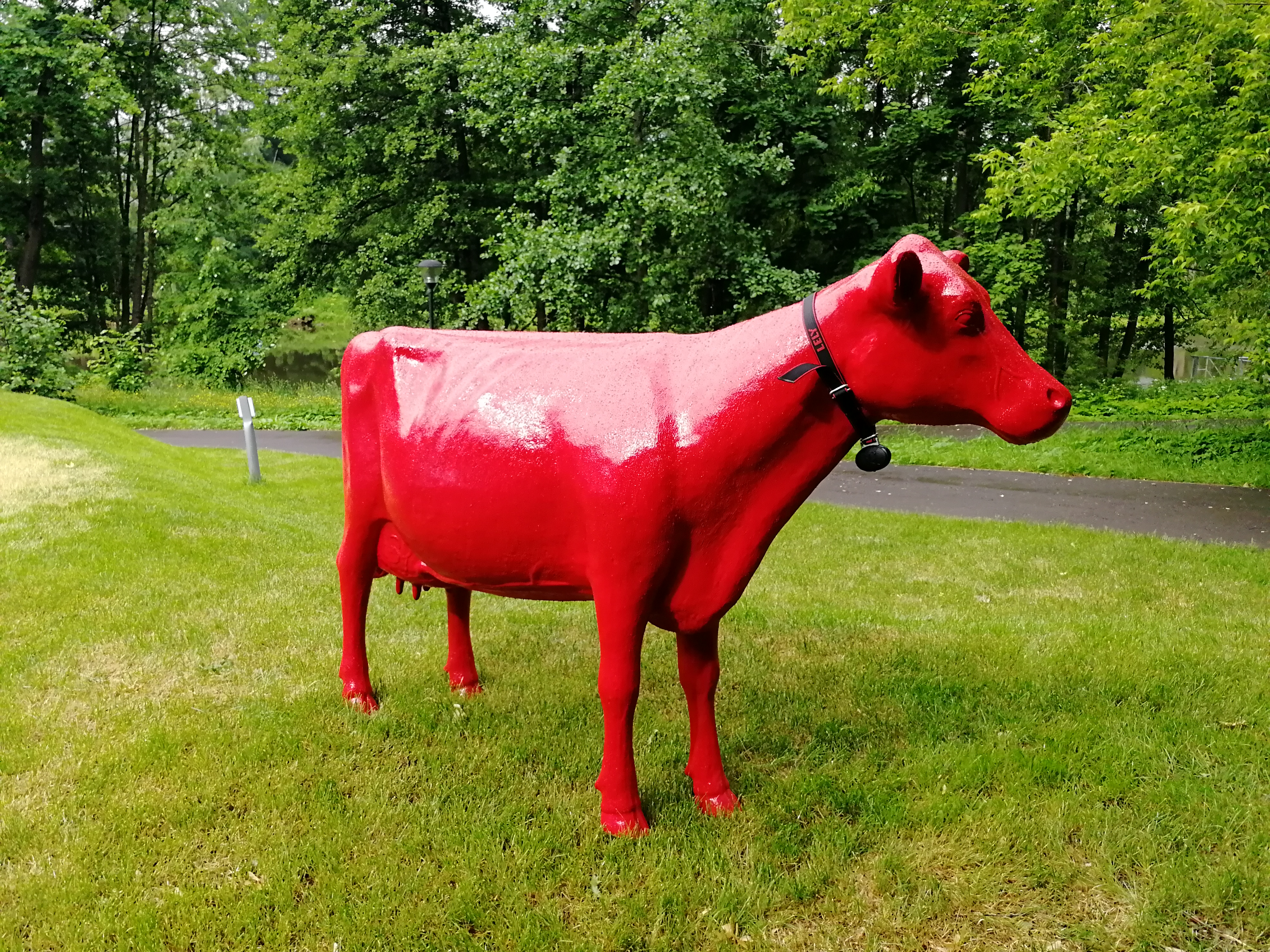 Сожгли красную корову. Красная корова. Корова красного цвета. Красный теленок. Цветные коровы.
